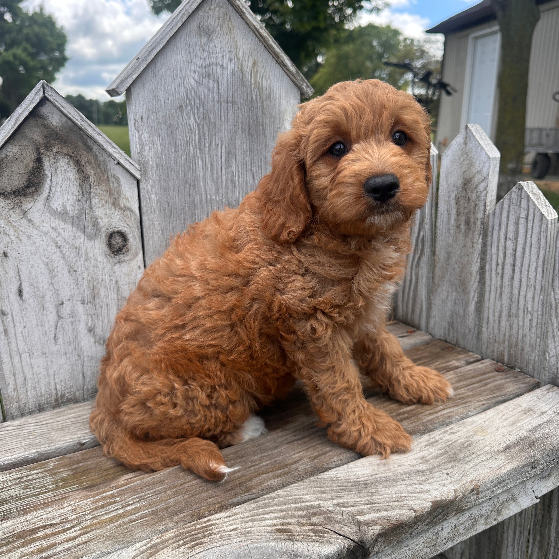 Mini-Goldendoodle-Breeder