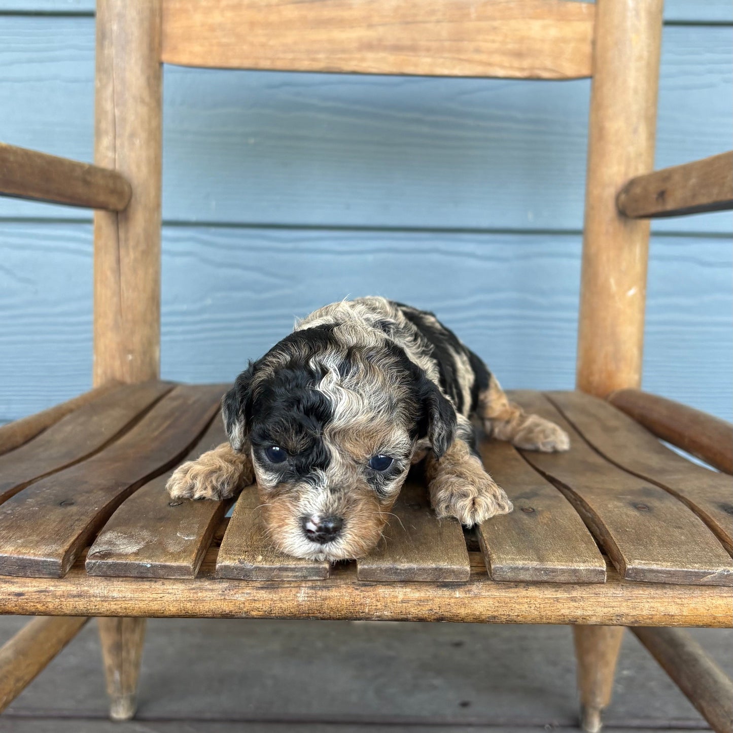 Blue Merle Phantom Cavapoo Puppy 