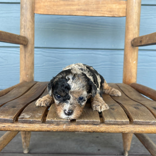 Blue Merle Phantom Cavapoo Puppy 