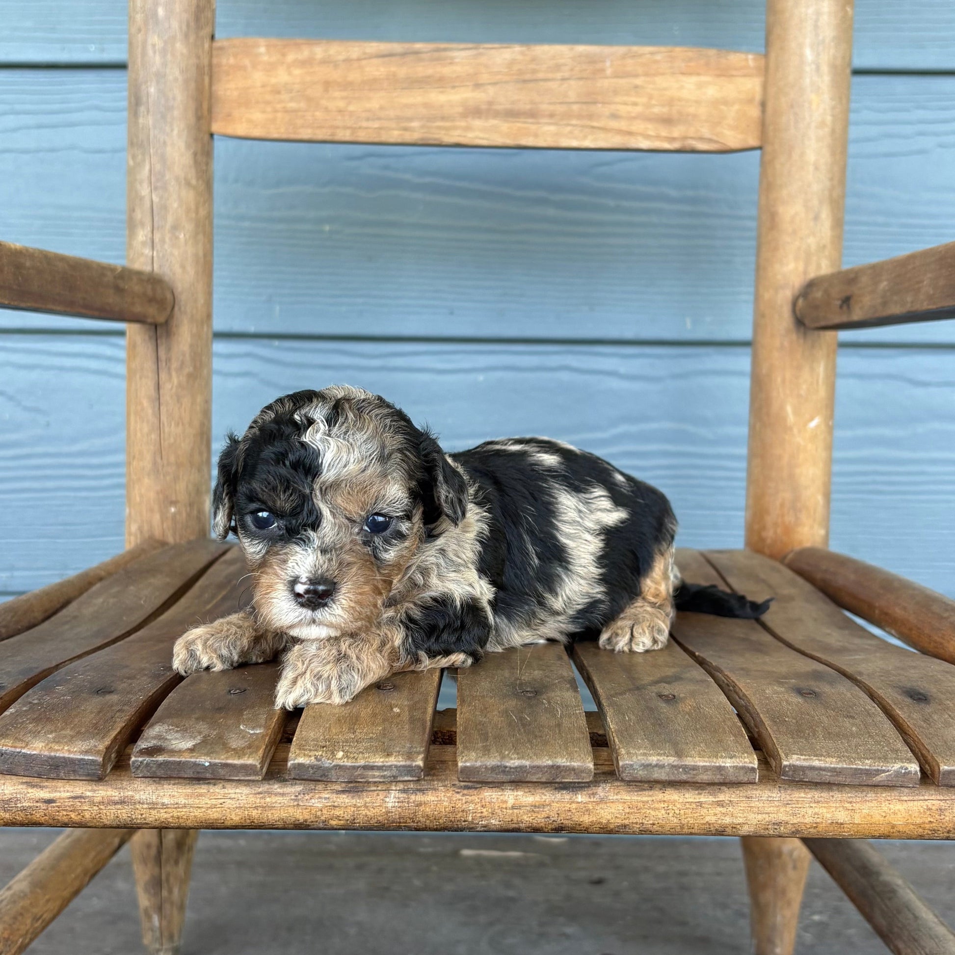 Blue Merle Phantom Cavapoo Puppy 