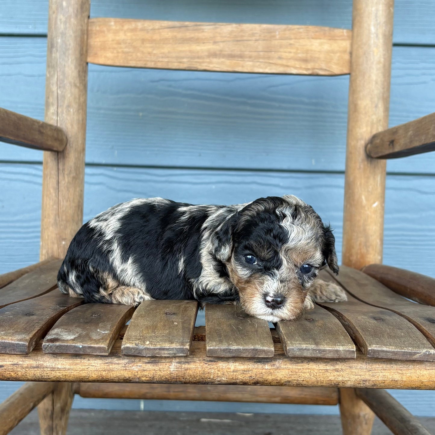 Blue Merle Phantom Cavapoo Puppy 
