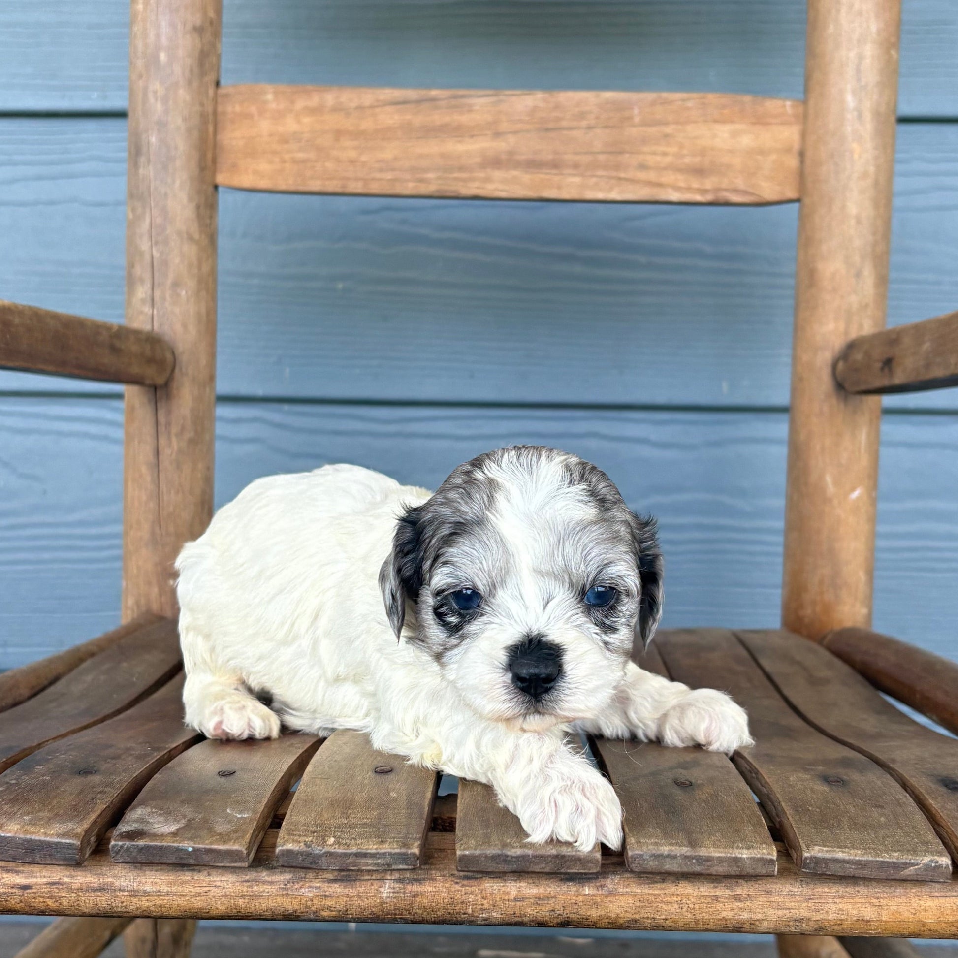 Double Parti Blue Merle Cavapoo