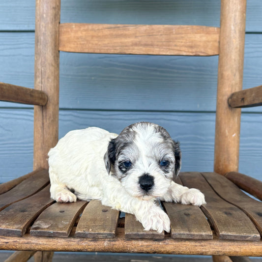 Double Parti Blue Merle Cavapoo
