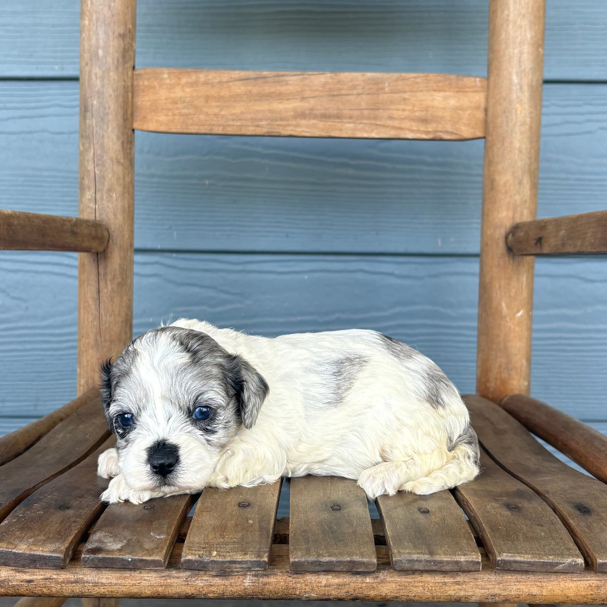 Double Parti Blue Merle Cavapoo