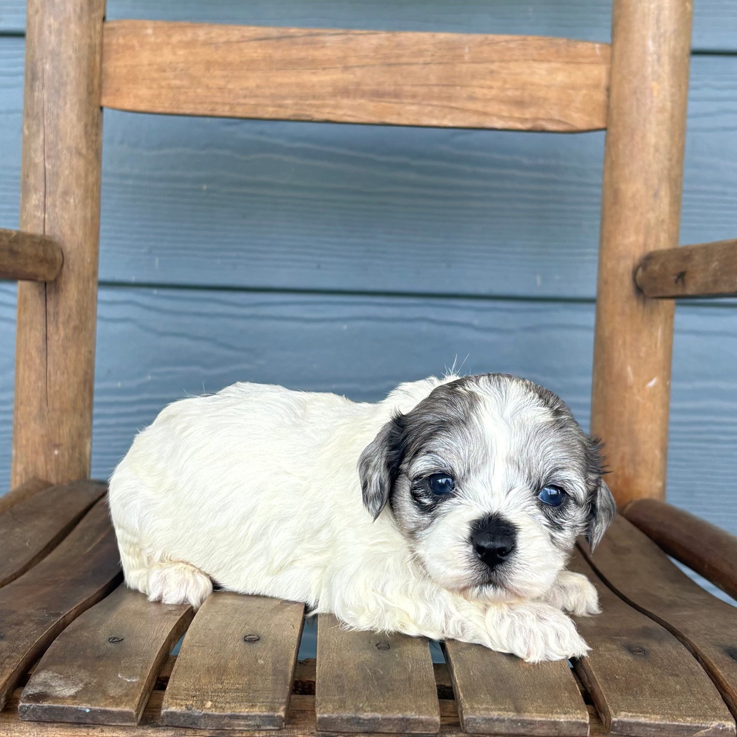 Double Parti Blue Merle Cavapoo