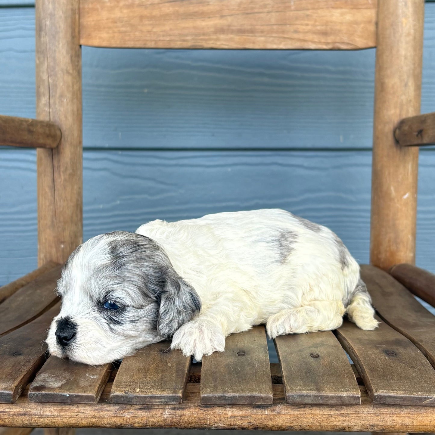 Double Parti Blue Merle Cavapoo