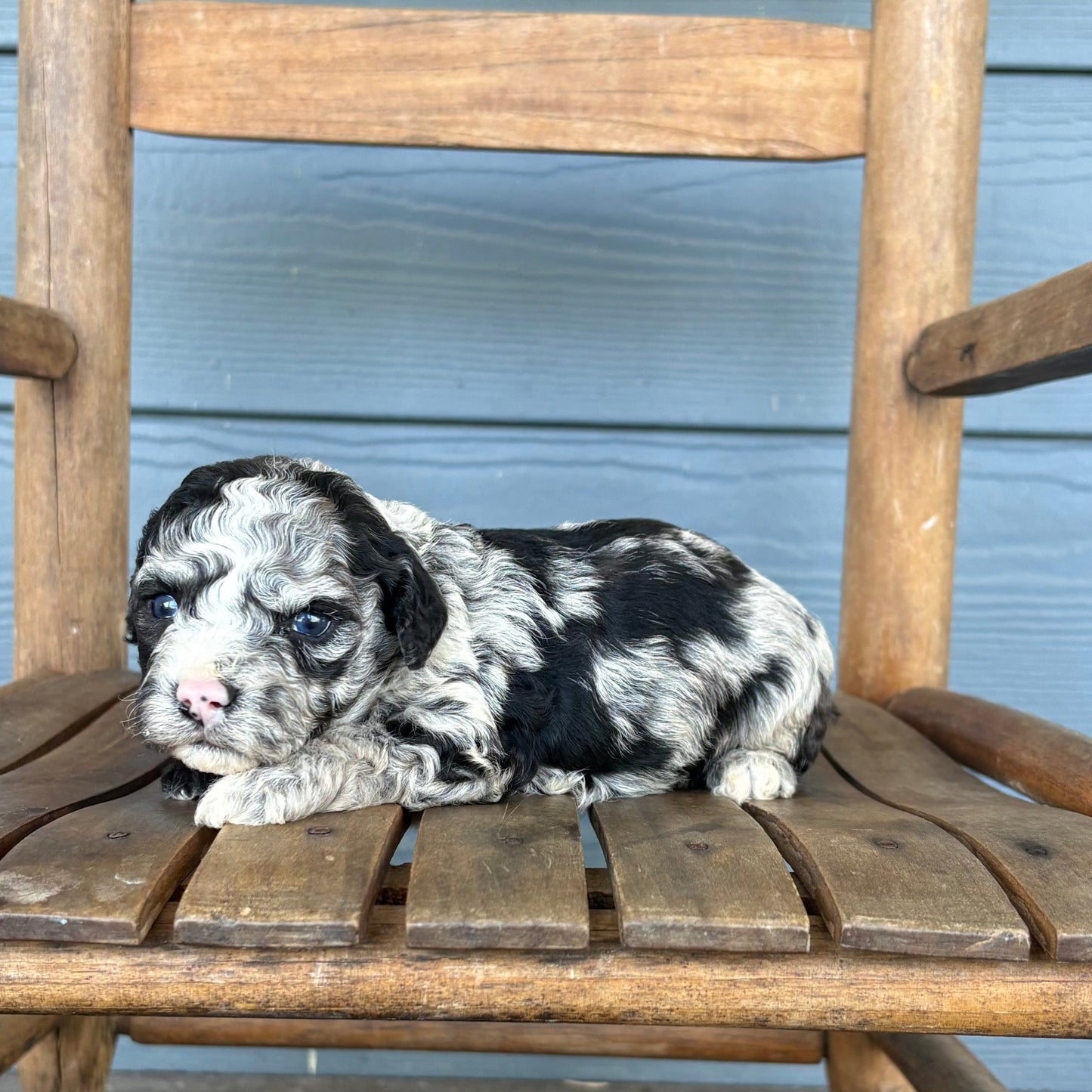 Cavapoo Blue Merle Puppy sitting on a wooden chair with a blue wall in the background