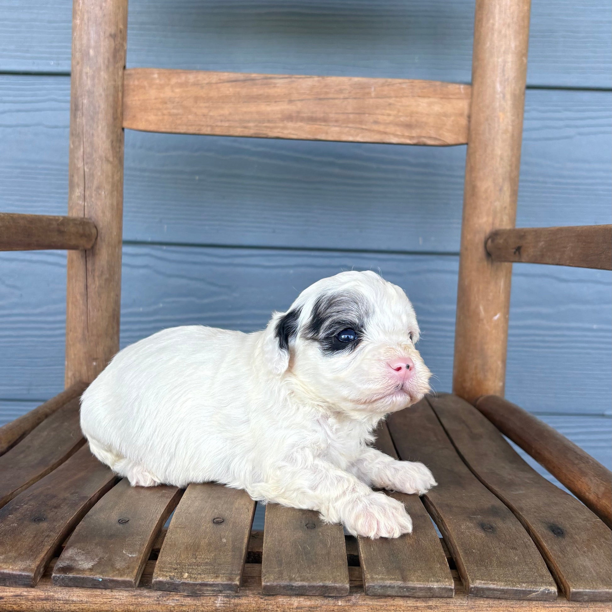 Blue Merle Double Parti Cavapoo Puppy 