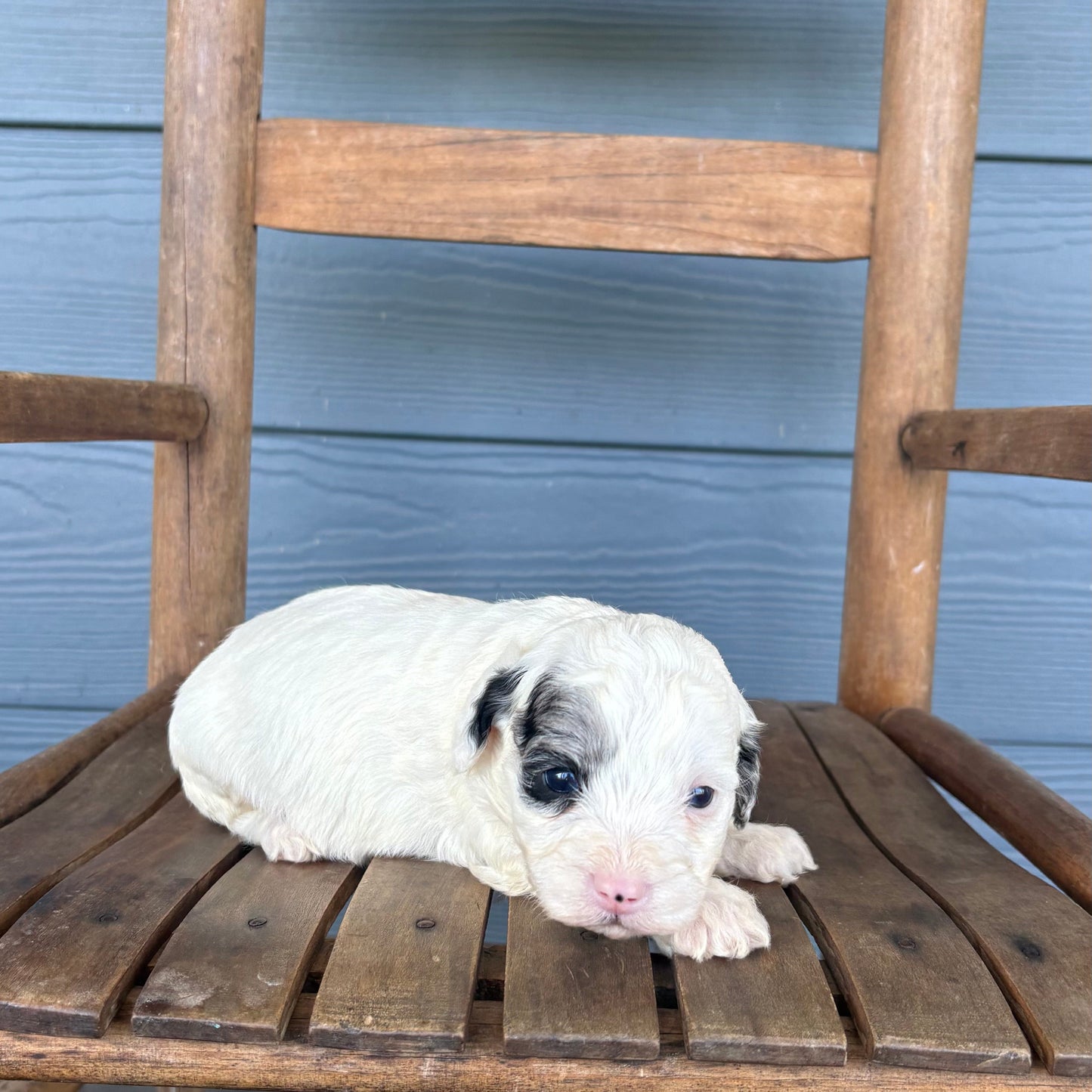 Blue Merle Double Parti Cavapoo Puppy 