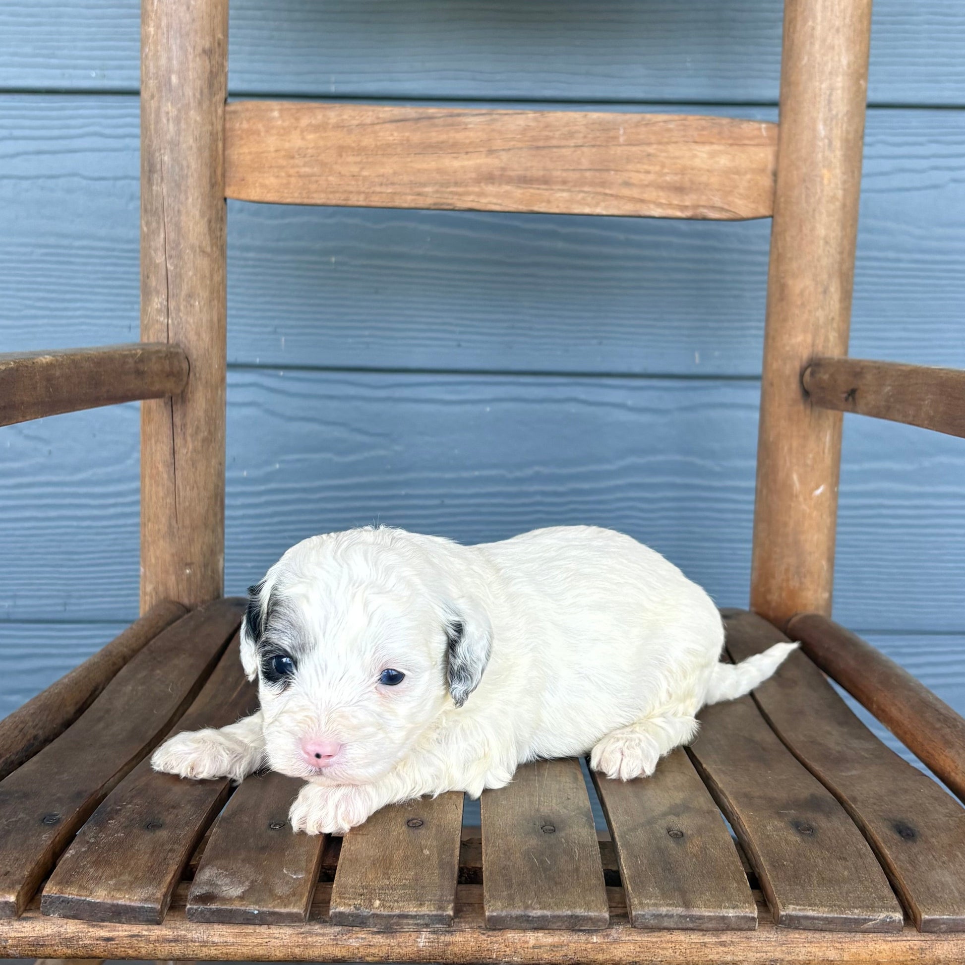 Blue Merle Double Parti Cavapoo Puppy 