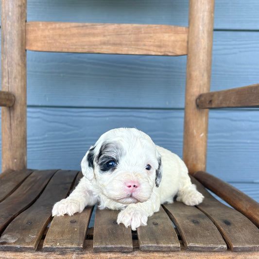 Blue Merle Double Parti Cavapoo Puppy 