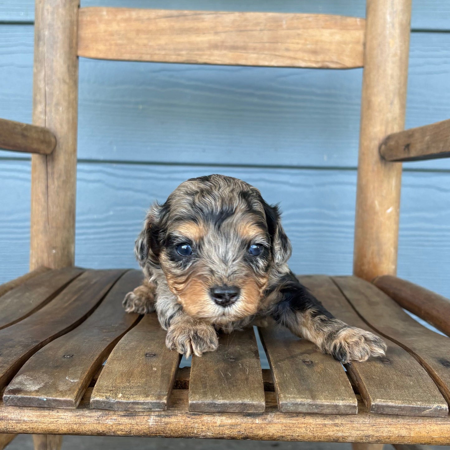 Blue Merle Phantom Cavapoo 