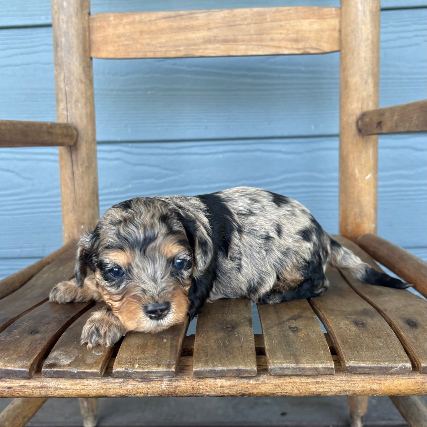 Blue Merle Phantom Cavapoo Puppy