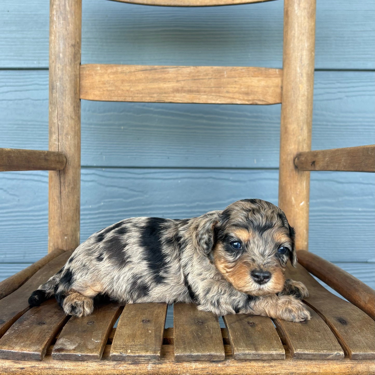 Blue Merle Phantom Cavapoo Puppy