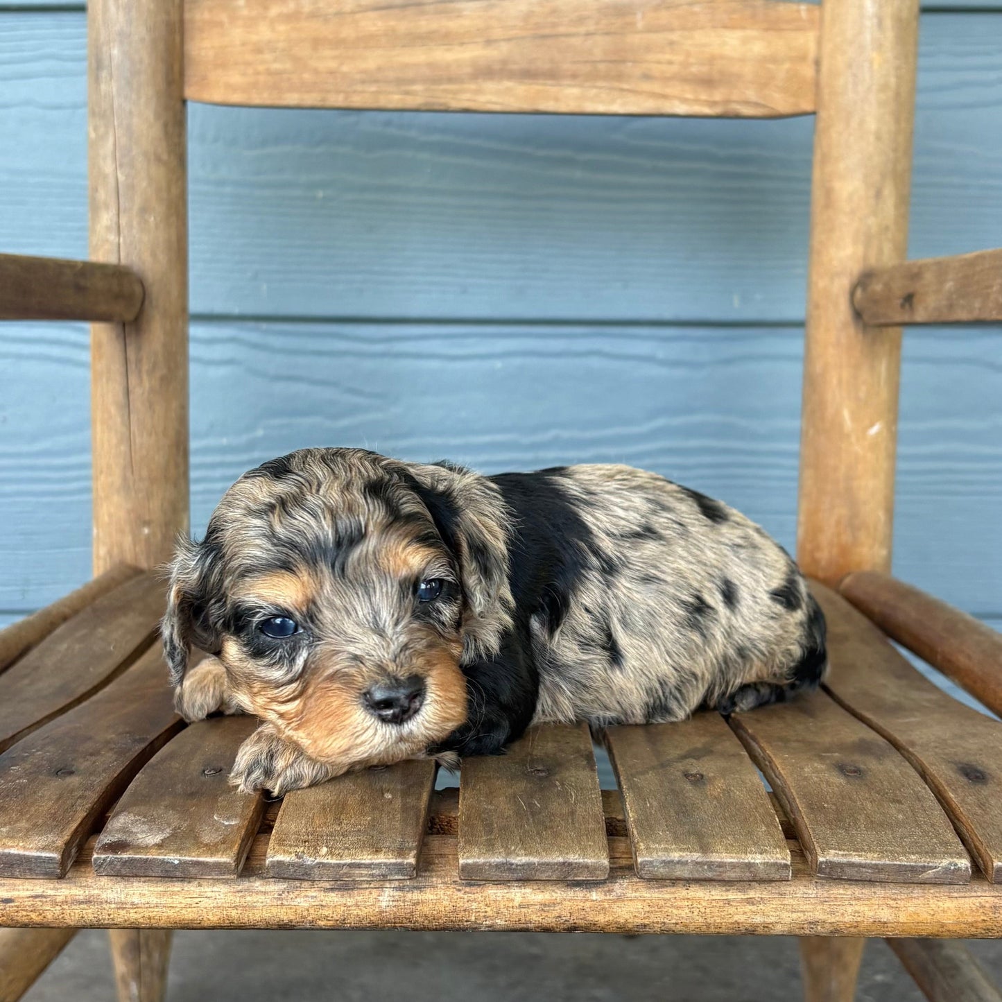 Blue Merle Phantom Cavapoo Puppy