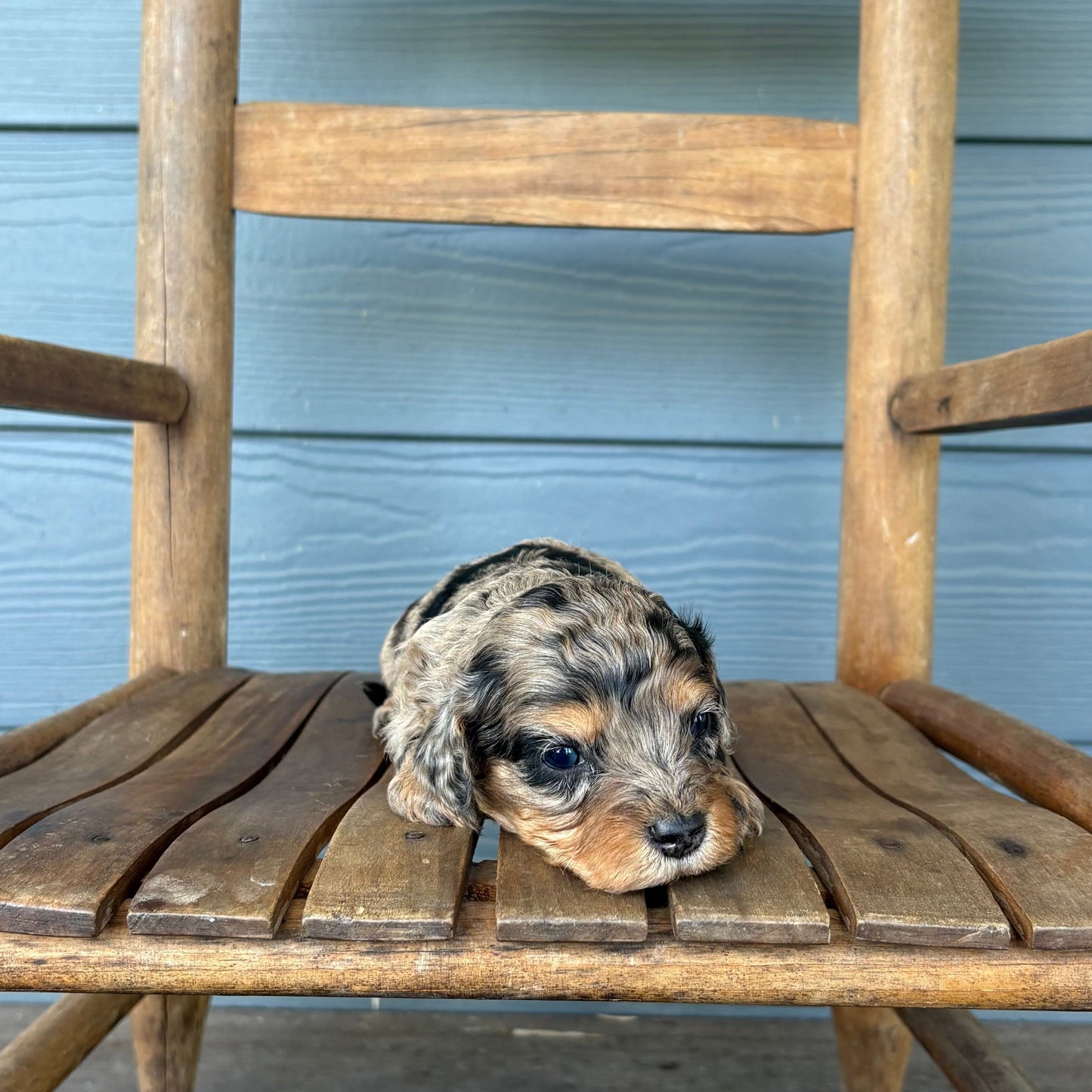 Blue Merle Phantom Cavapoo Puppy