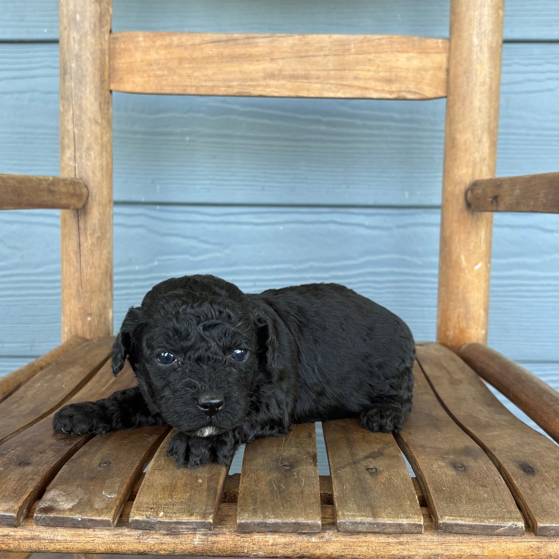 Black cavapoo puppy sitting on a wooden chair against a blue wall.