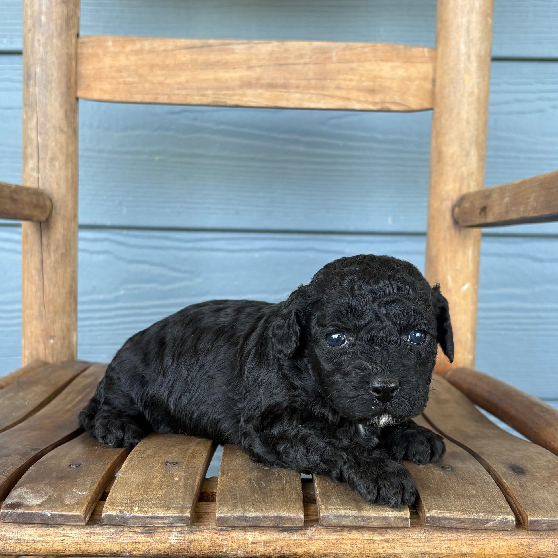 Black cavapoo puppy sitting on a wooden chair against a blue wall.