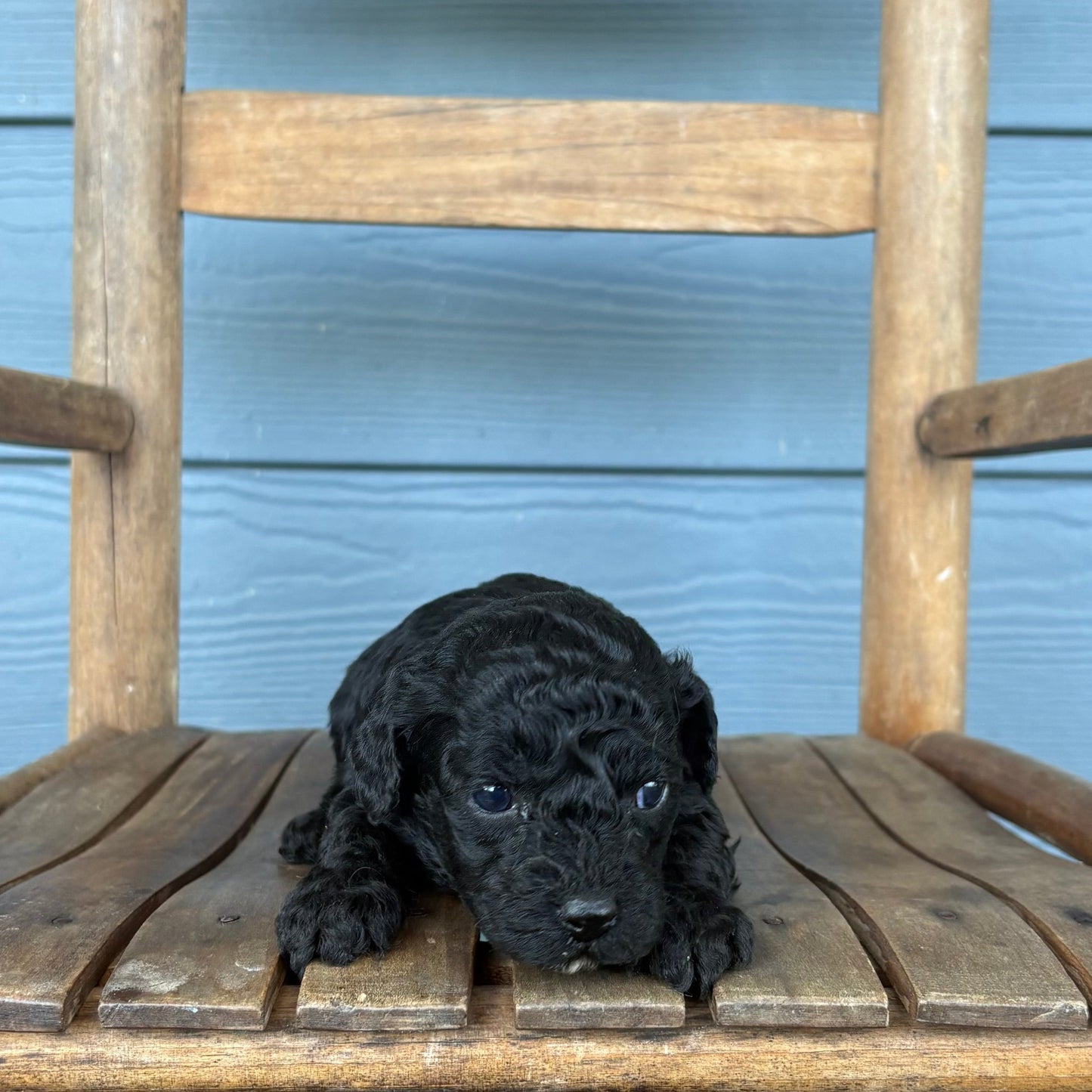 Black cavapoo puppy sitting on a wooden chair against a blue wall.