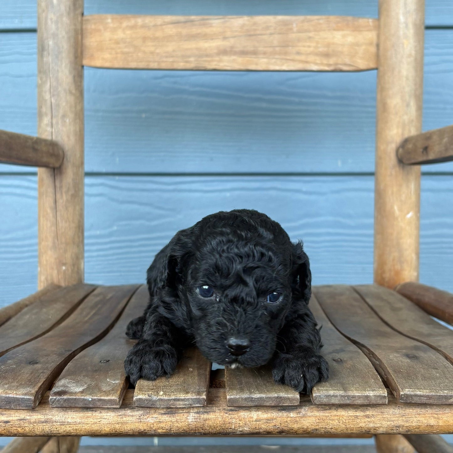 Black cavapoo puppy sitting on a wooden chair against a blue wall.