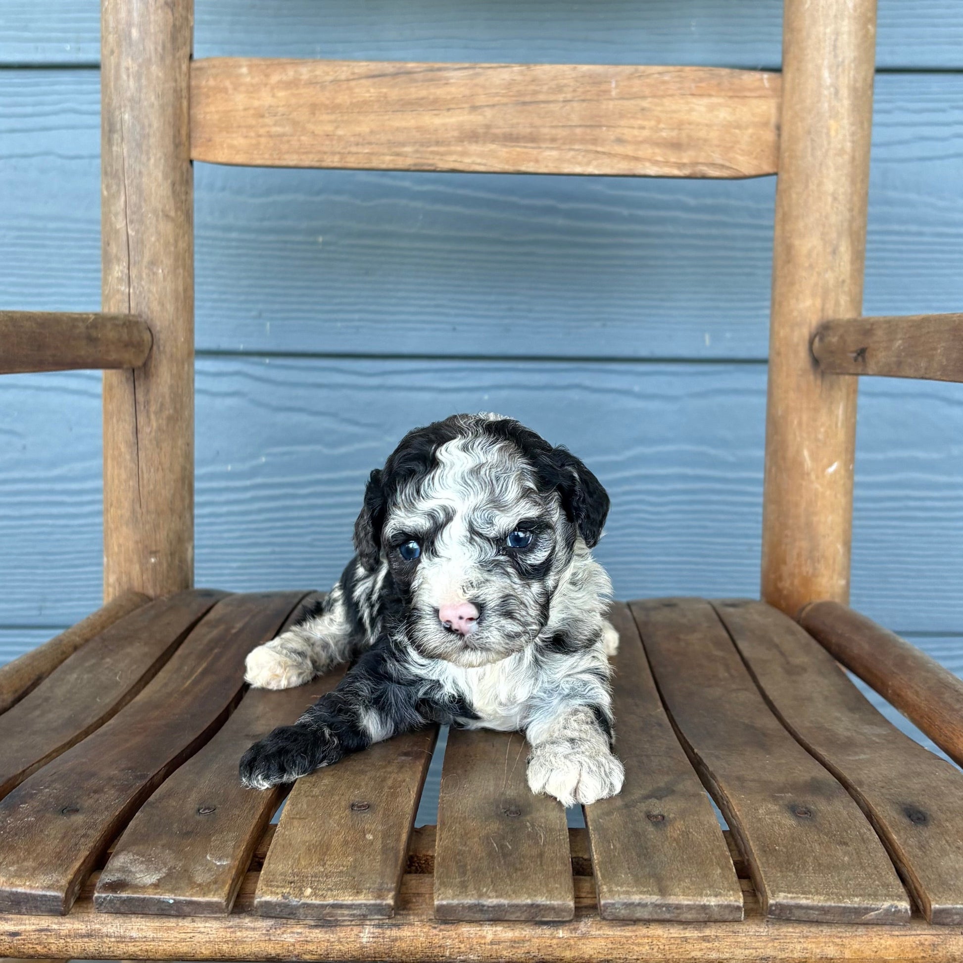 Blue Merle Cavapoo Puppy sitting on a wooden chair against a blue wall