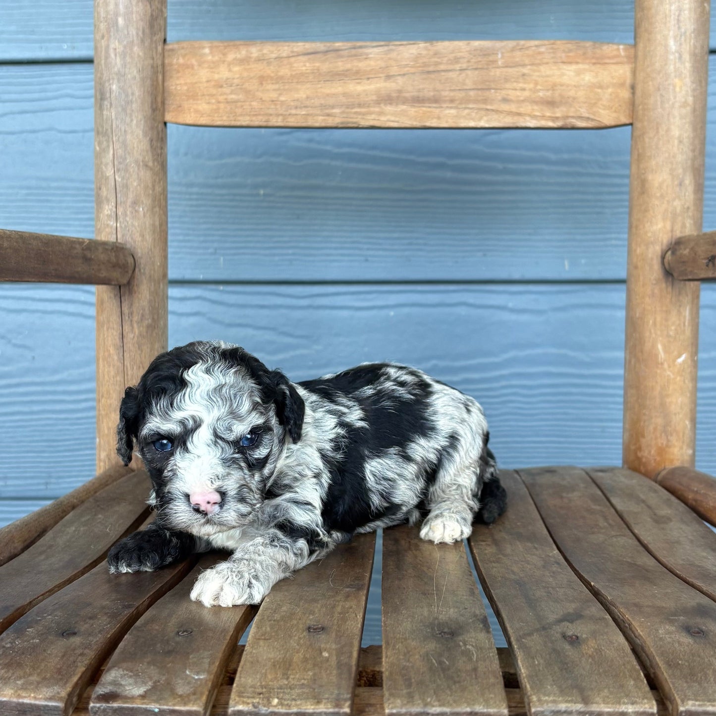 Blue Merle Cavapoo Puppy sitting on a wooden chair against a blue wall