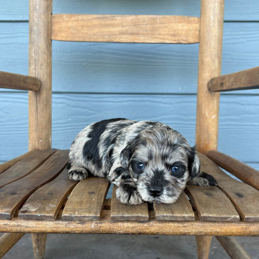 Blue Merle Cavapoo Puppy sitting on a wooden chair against a blue wall