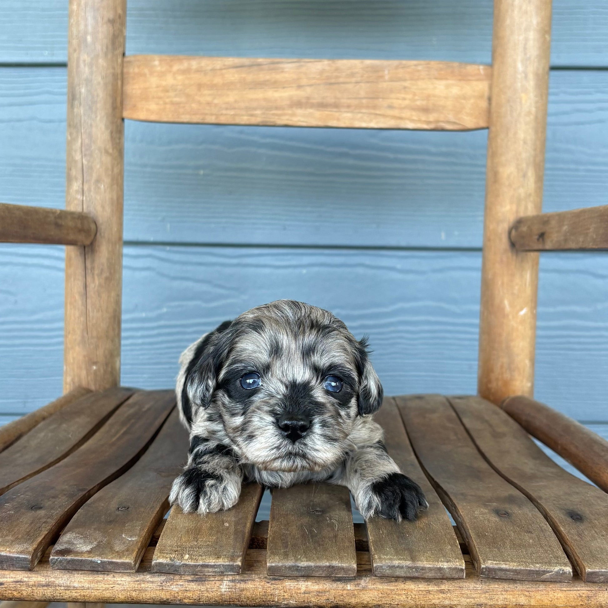 Blue Merle Puppy sitting on a wooden chair against a blue wall