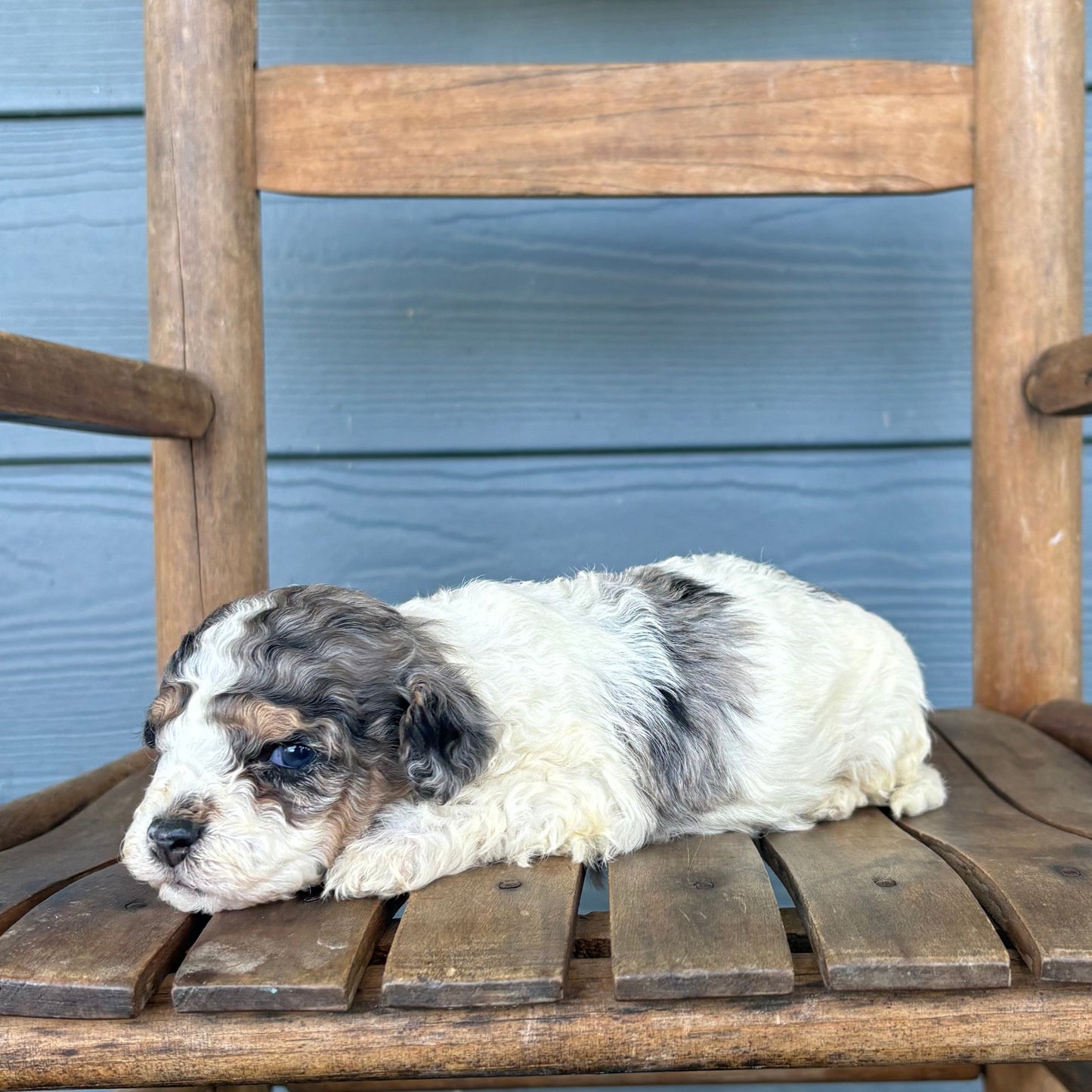 Double Parti Cavapoo Puppy