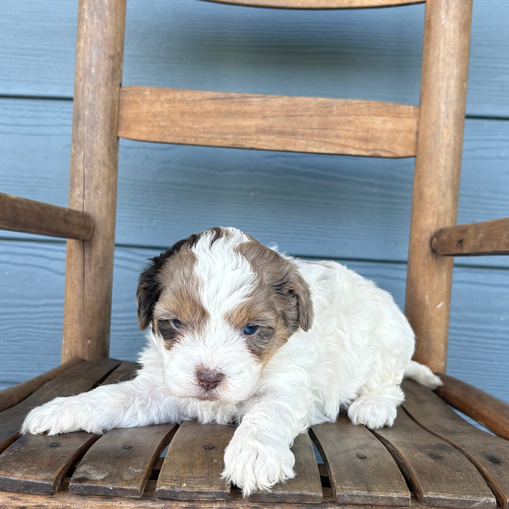 Chocolate Merle Cavapoo Puppy 
