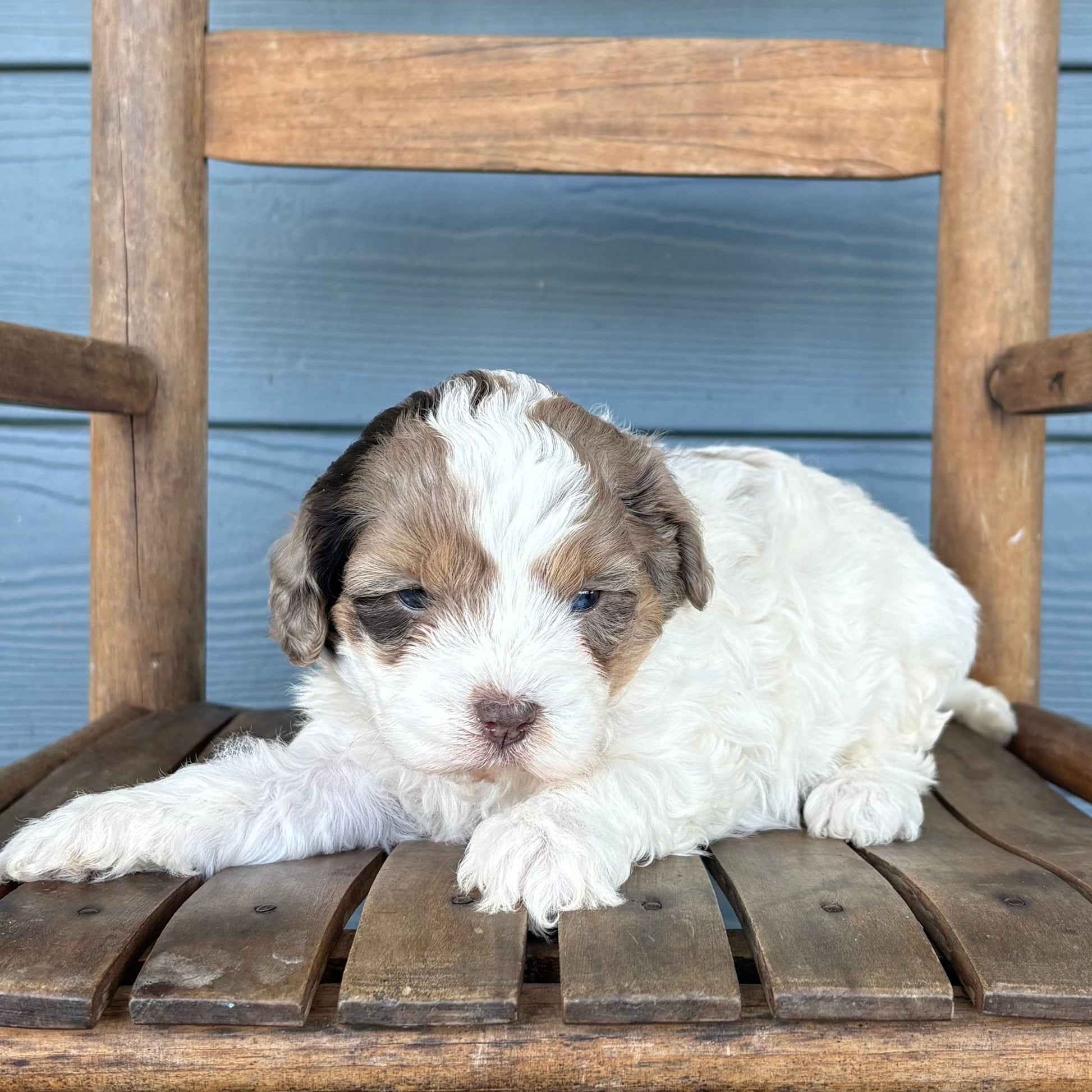 Chocolate Merle Cavapoo Puppy 