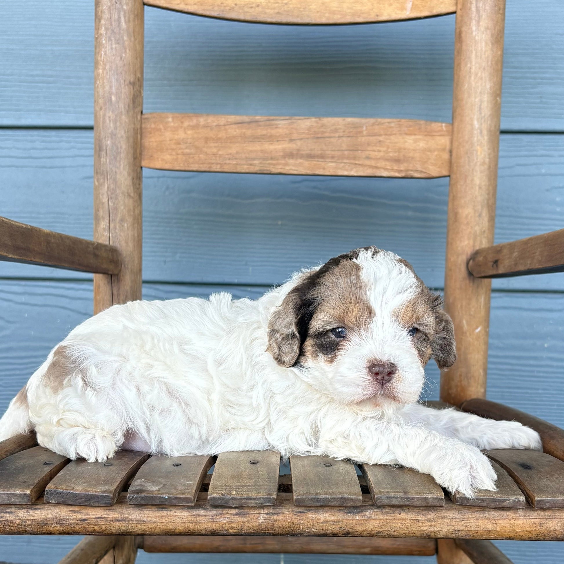 Chocolate Merle Cavapoo Puppy