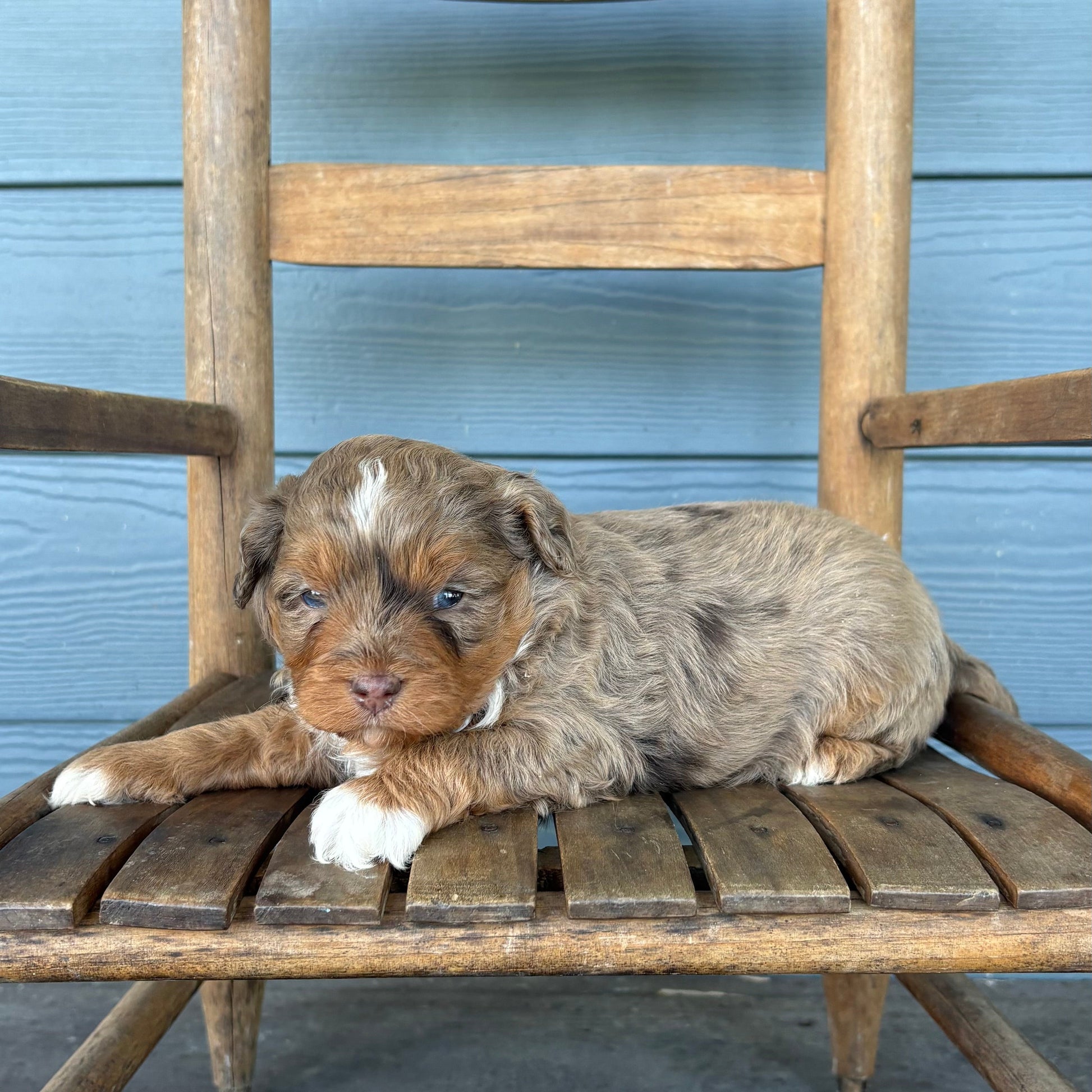 Chocolate Merle Cavapoo Puppy 