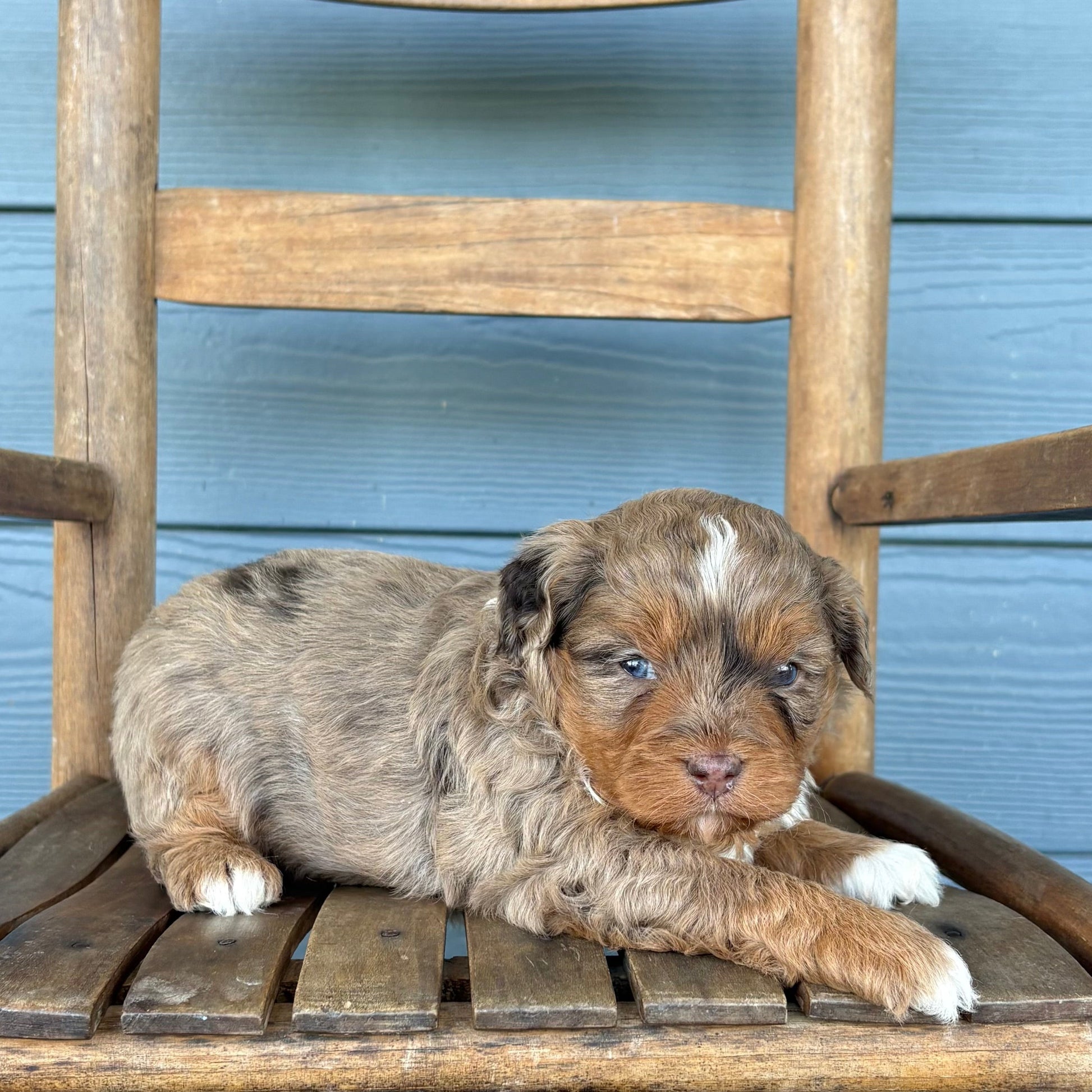 Chocolate Merle Cavapoo Puppy 