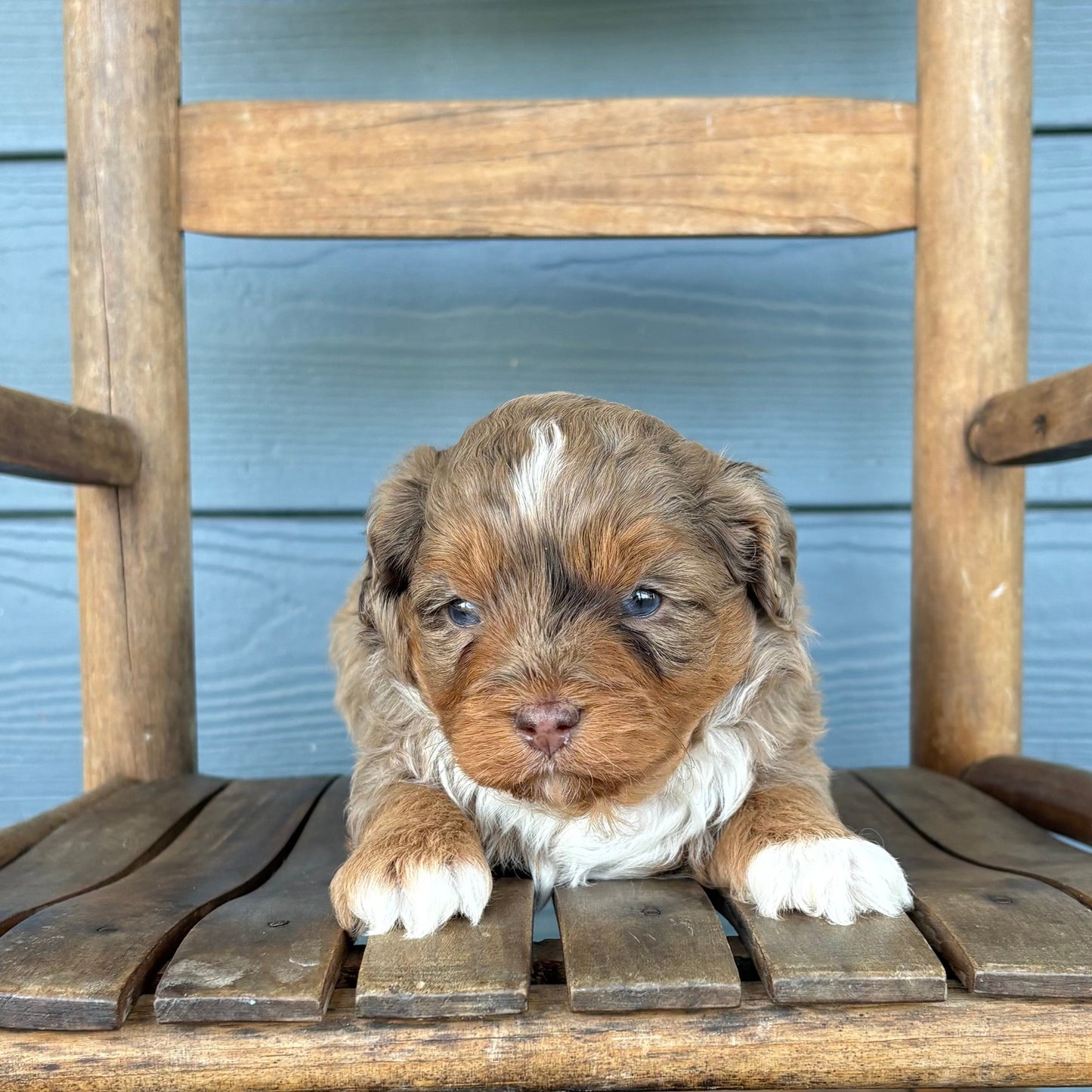 Chocolate Merle Cavapoo Puppy 