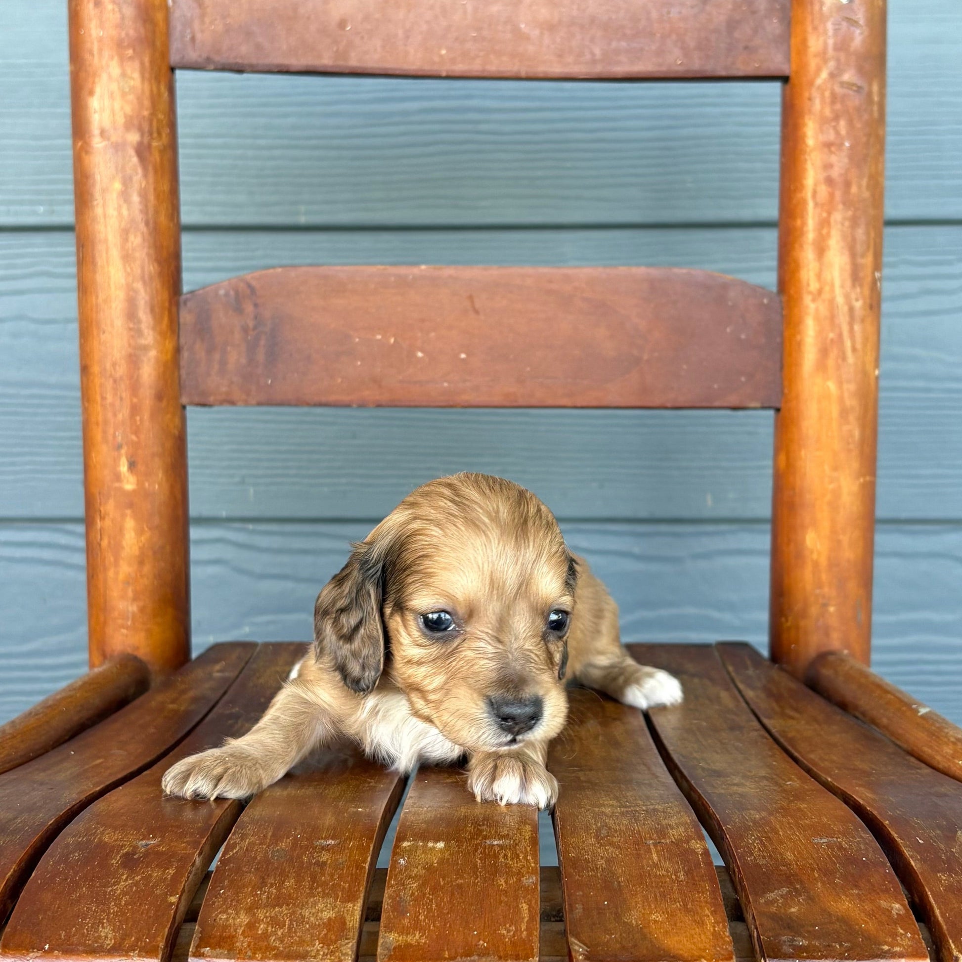 Sable Mini Dachshund Puppy 