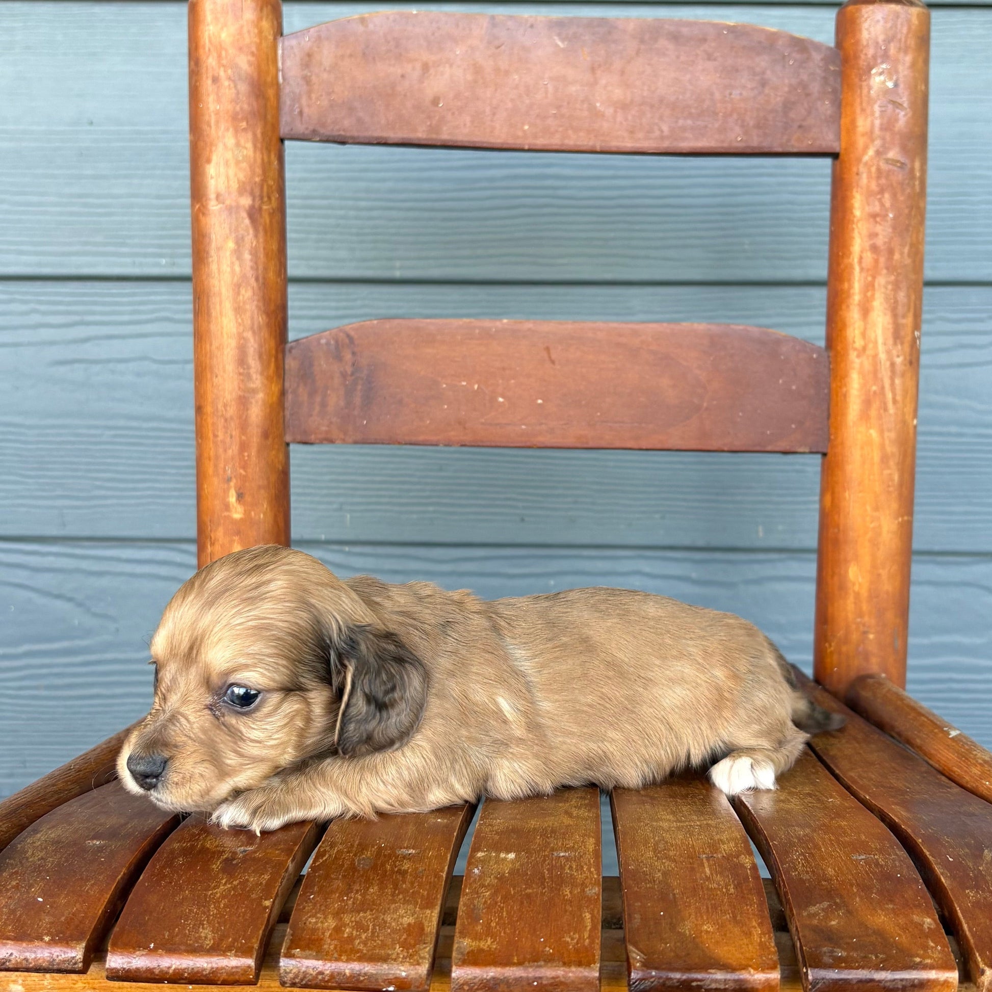 Piebald Mini Dachshund Puppy 