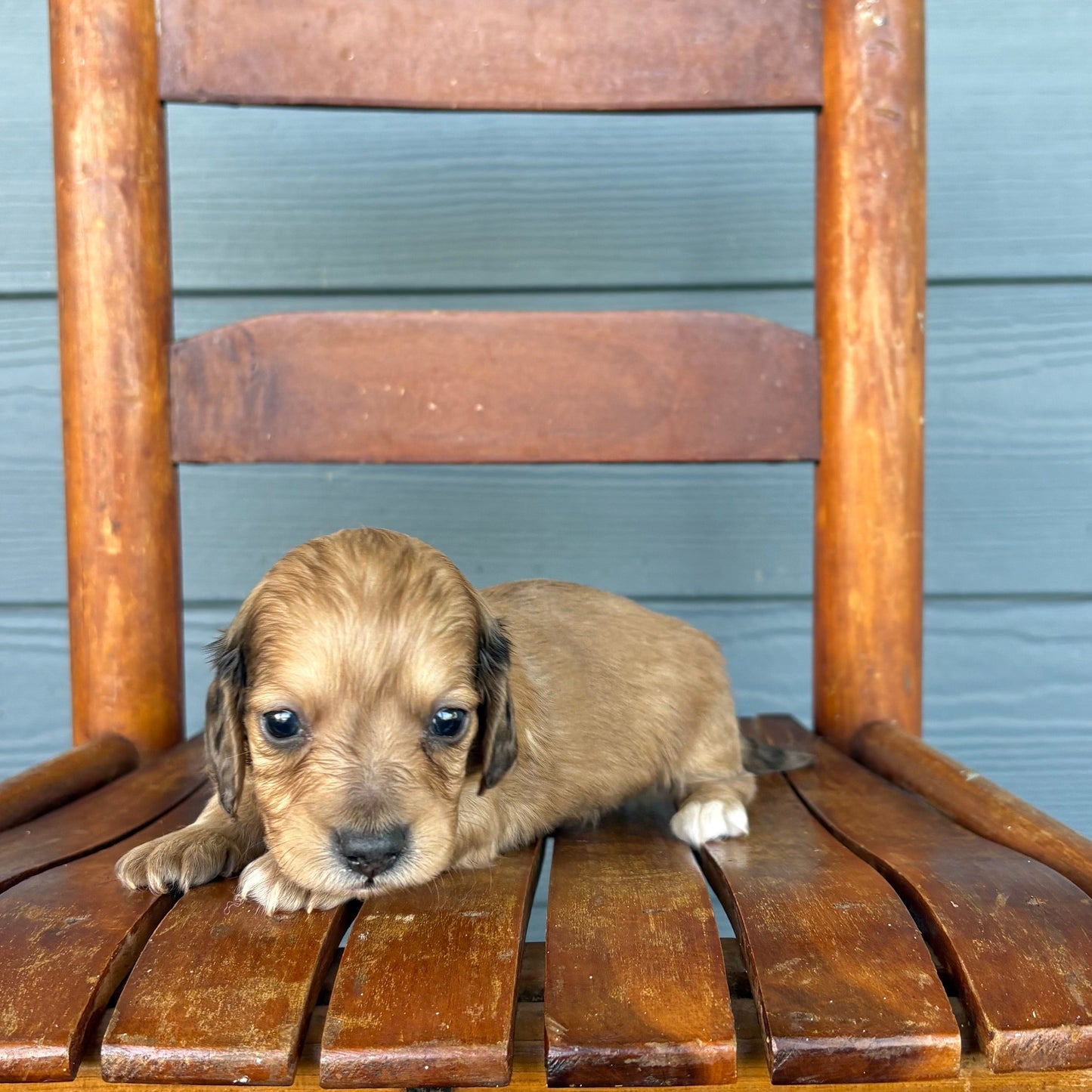 Sable Mini Dachshund Puppy 