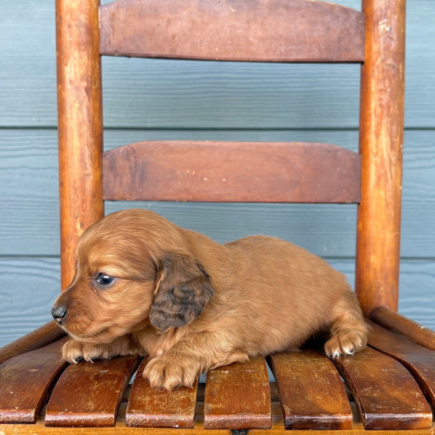Red Mini Dachshund Puppy 