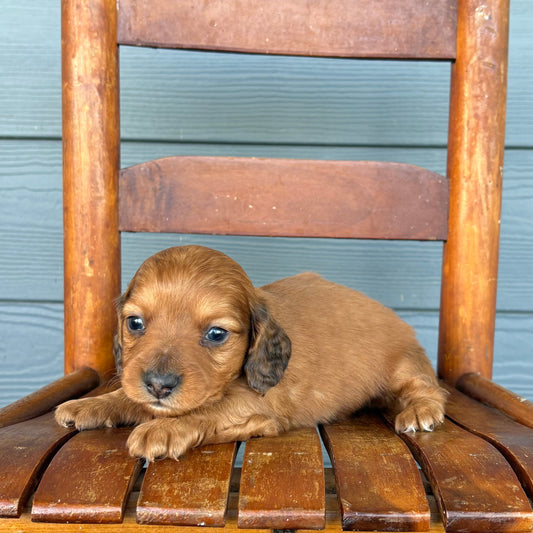 Red Mini Dachshund Puppy 