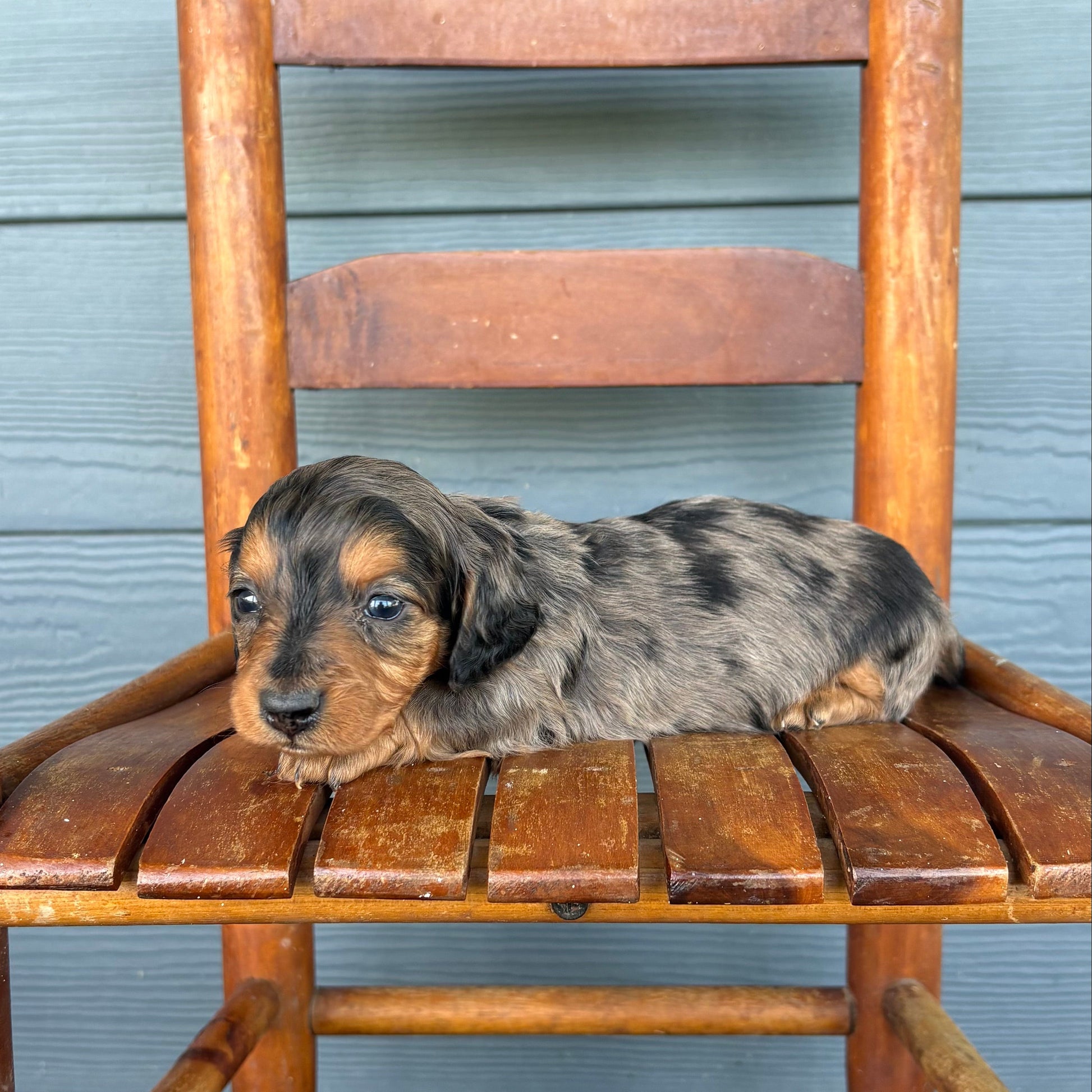 Black & Tan Dapple Mini Dachshund Puppy 