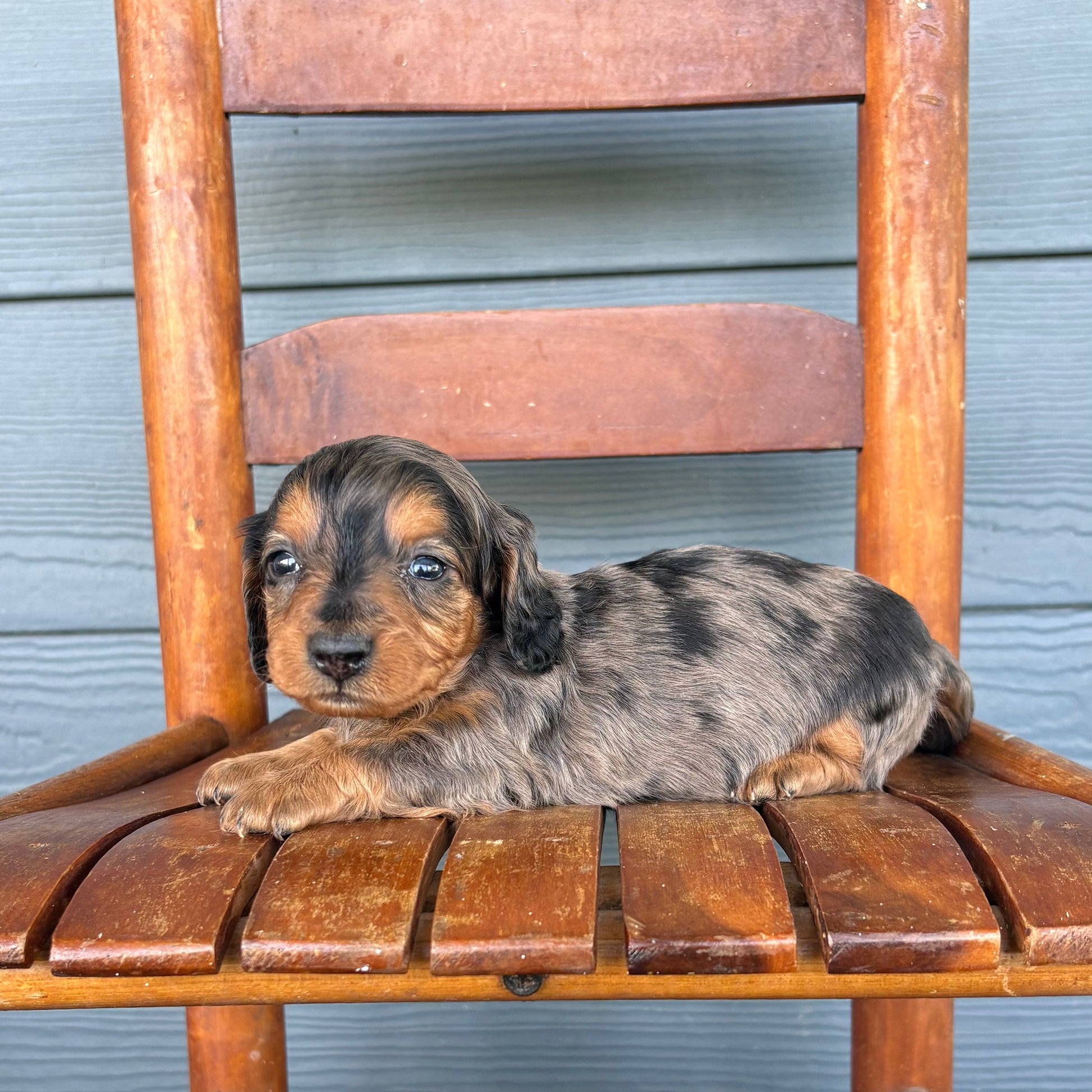 Black & Tan Dapple Mini Dachshund Puppy 