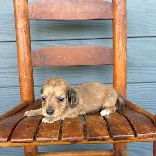 Sable Mini Dachshund Puppy 