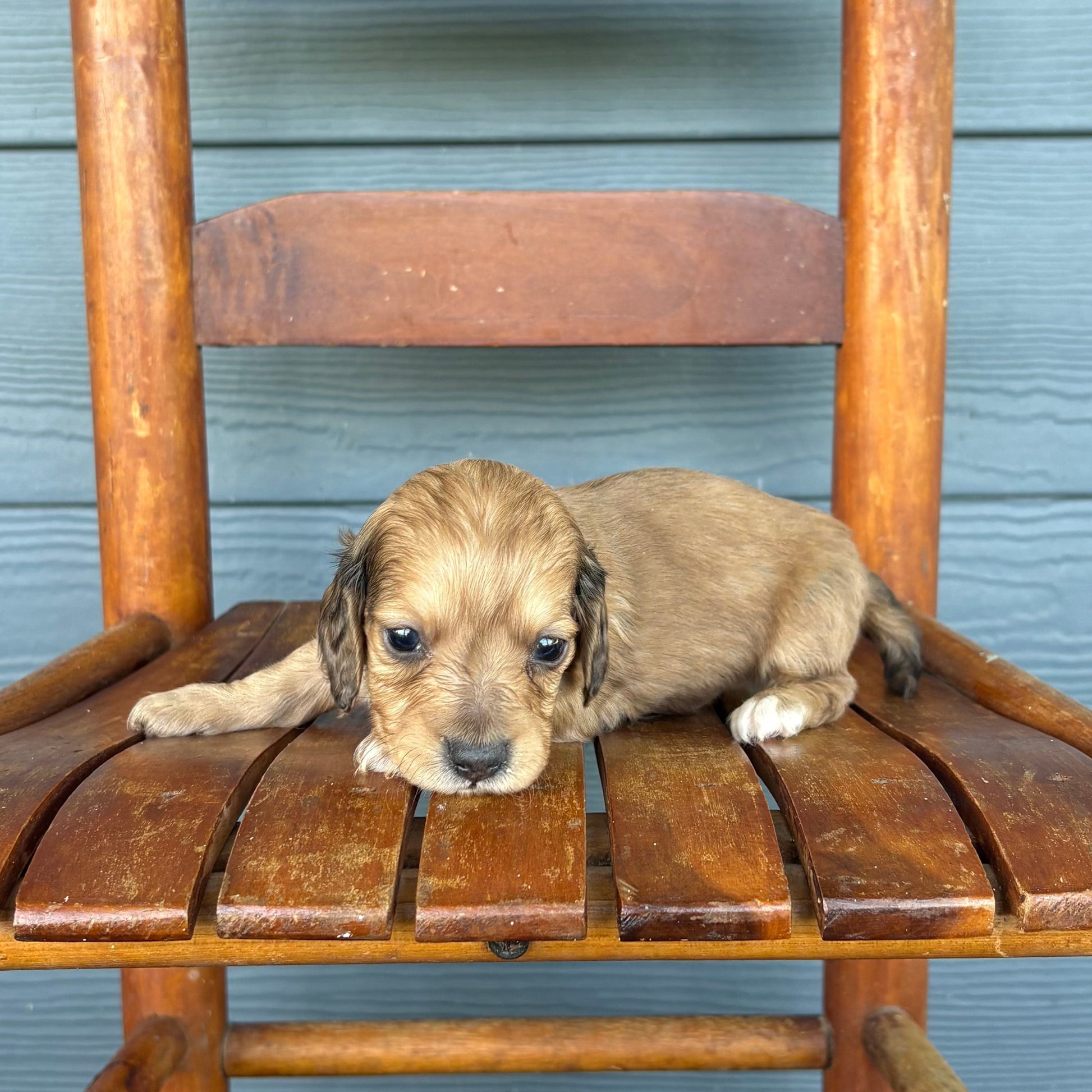 Sable Mini Dachshund Puppy 