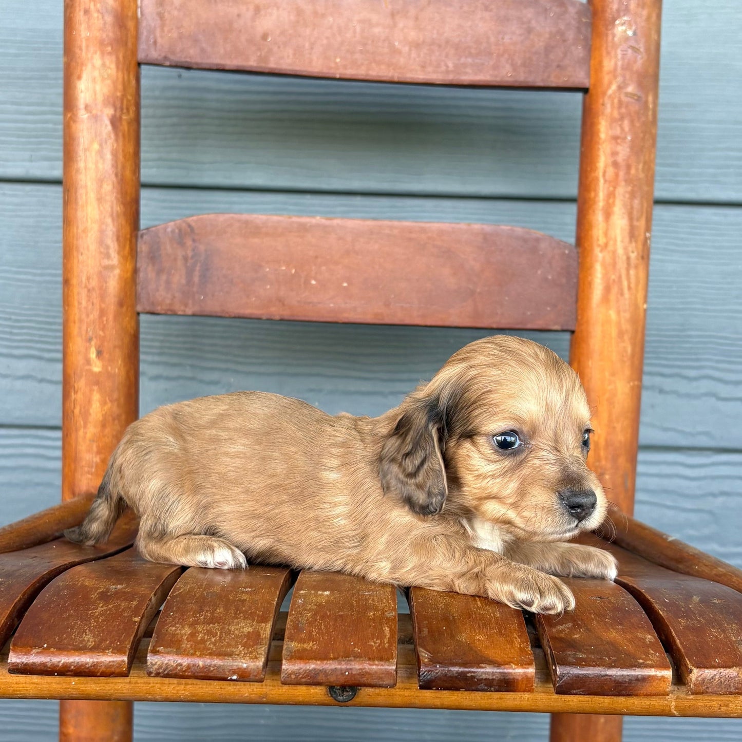 Sable Mini Dachshund Puppy 