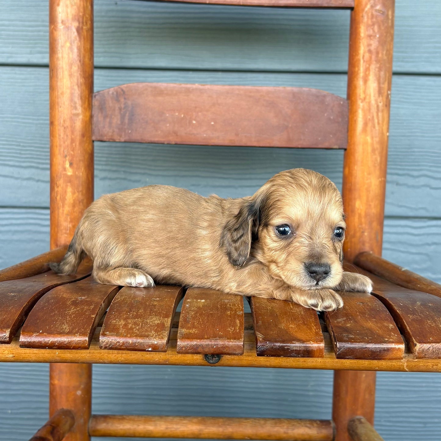 Sable Mini Dachshund Puppy 