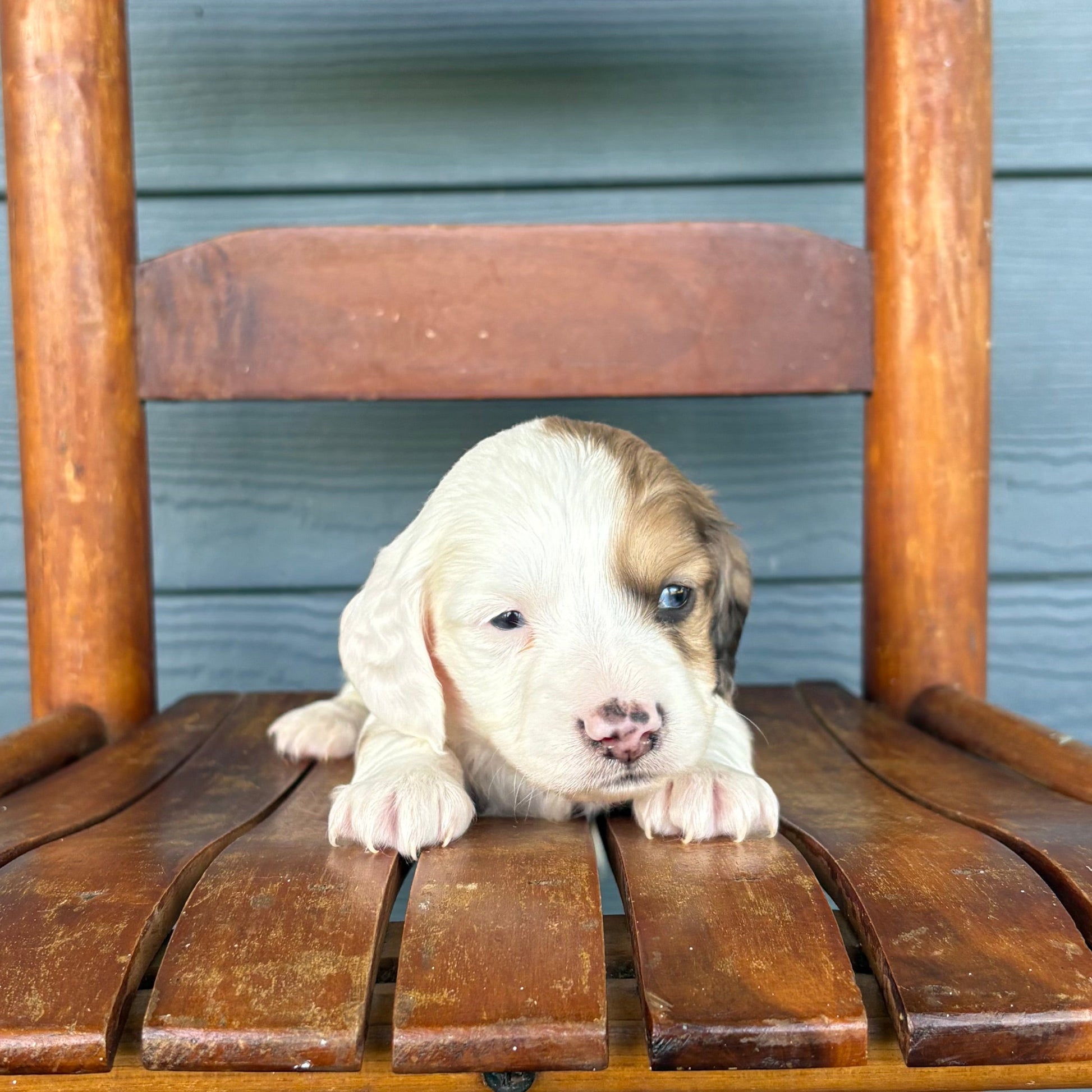 Piebald Mini Dachshund Puppy 