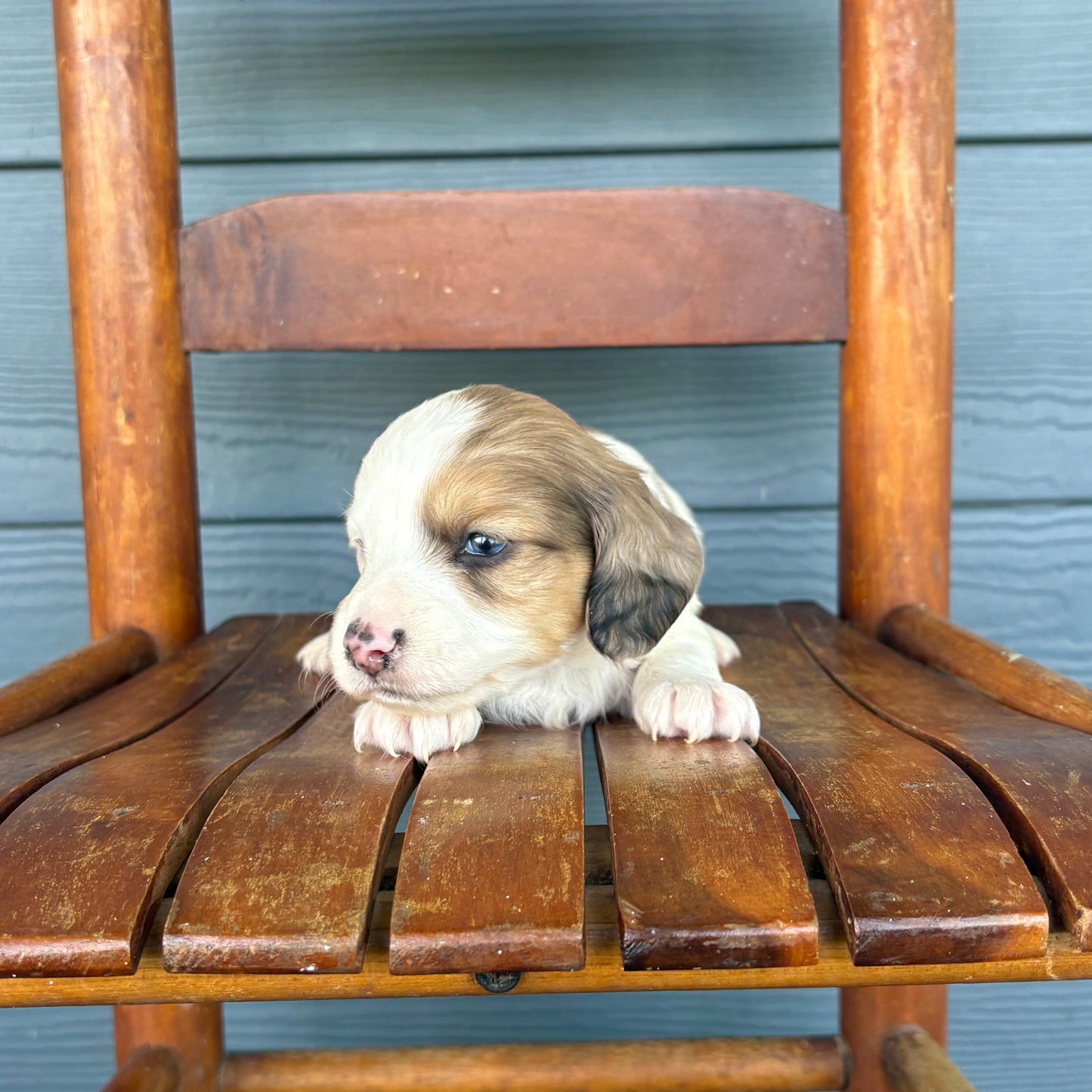 Piebald Mini Dachshund Puppy 