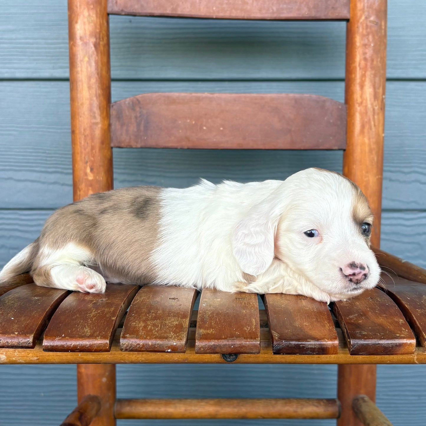 Piebald Mini Dachshund Puppy 