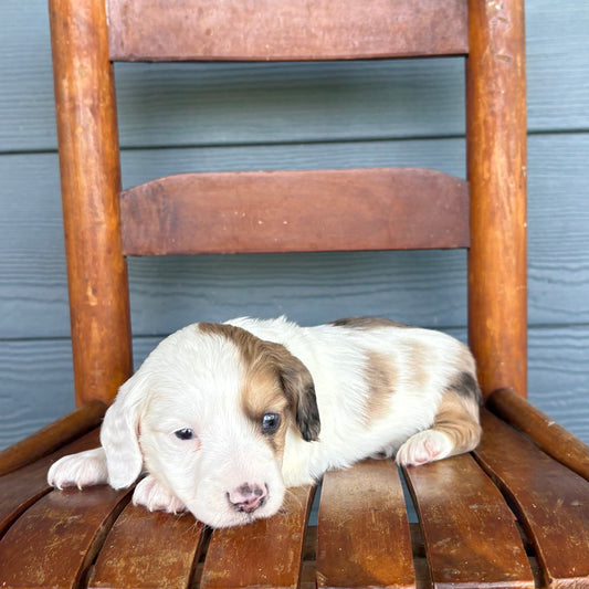 Piebald Mini Dachshund Puppy 